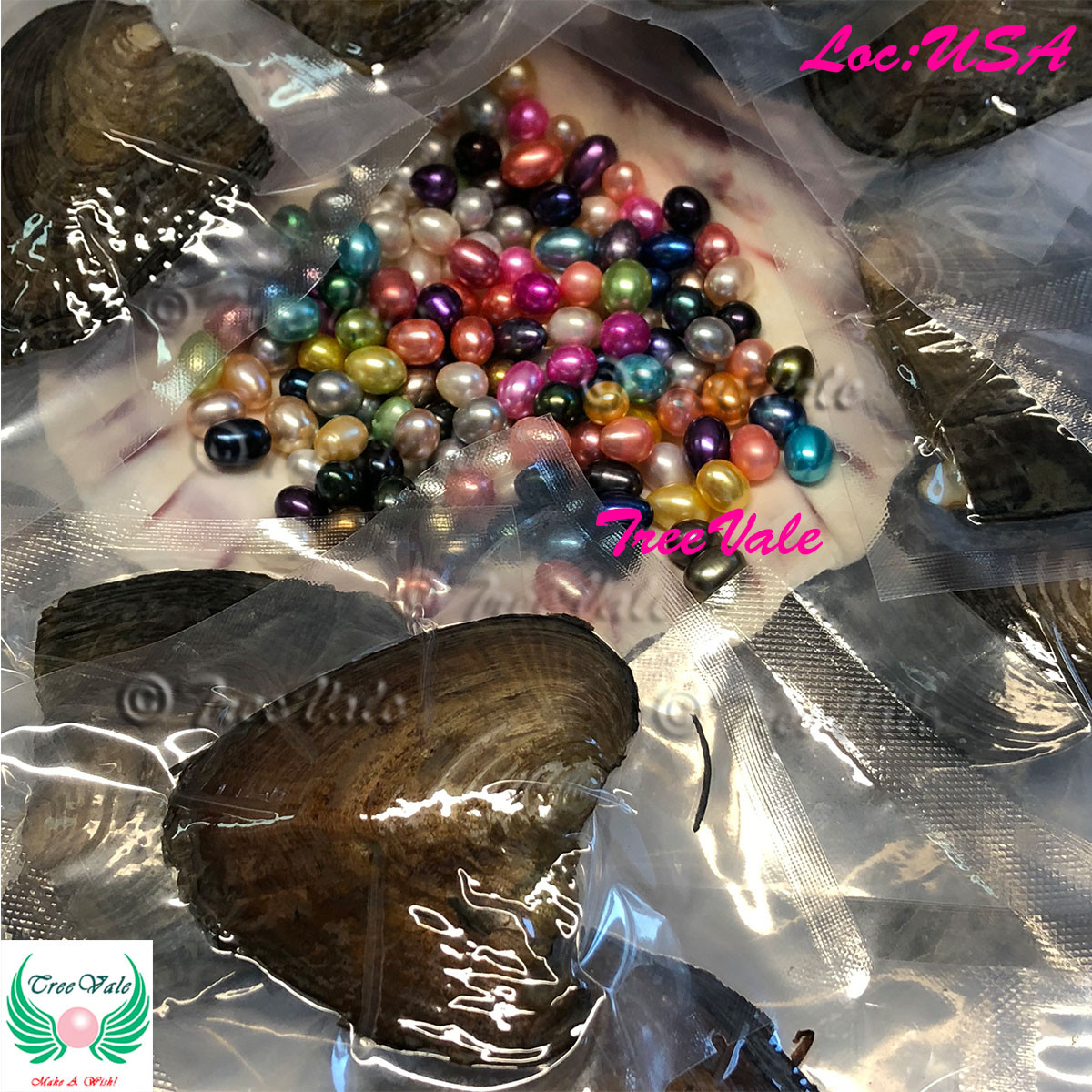 5 To 10 Freshwater Oysters With Unicorn Pearls 8 to 10+mm Longest Length – USA