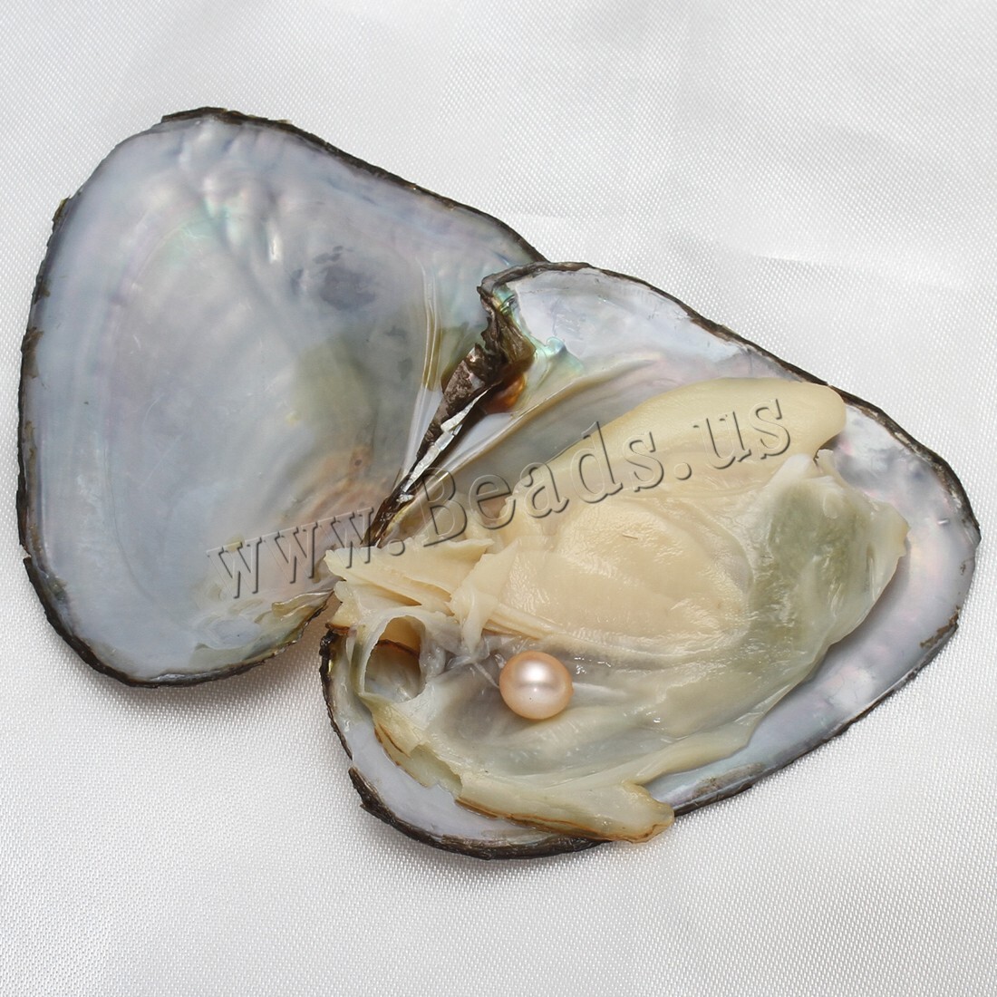 10x Bulk Natural Freshwater Akoya Pearl Oysters Real Pearl Bulk w/ Large Pearls
