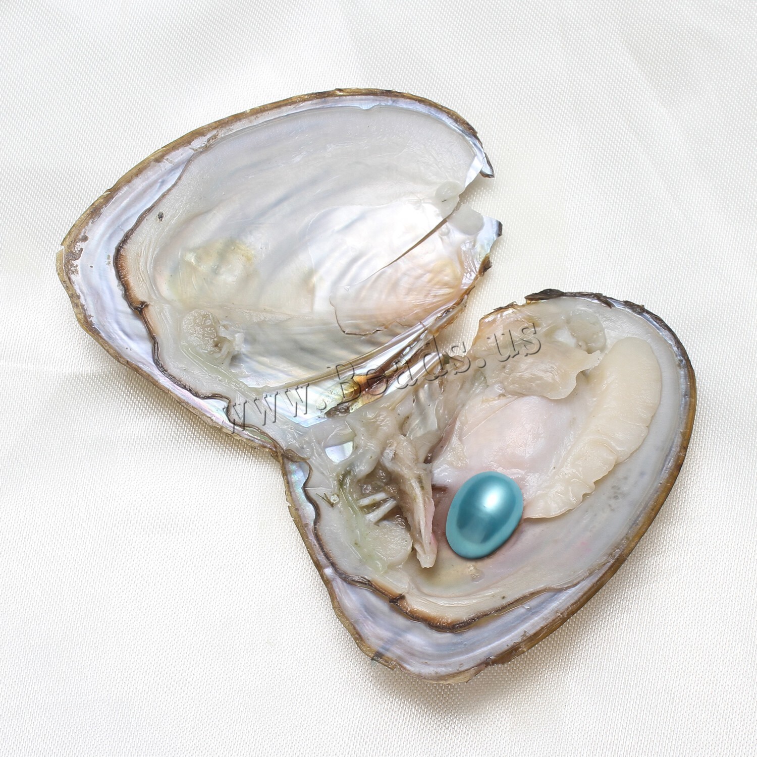 50x Fresh Oysters with Pearls Freshwater Pearl Individually Wrapped jewelry Gift