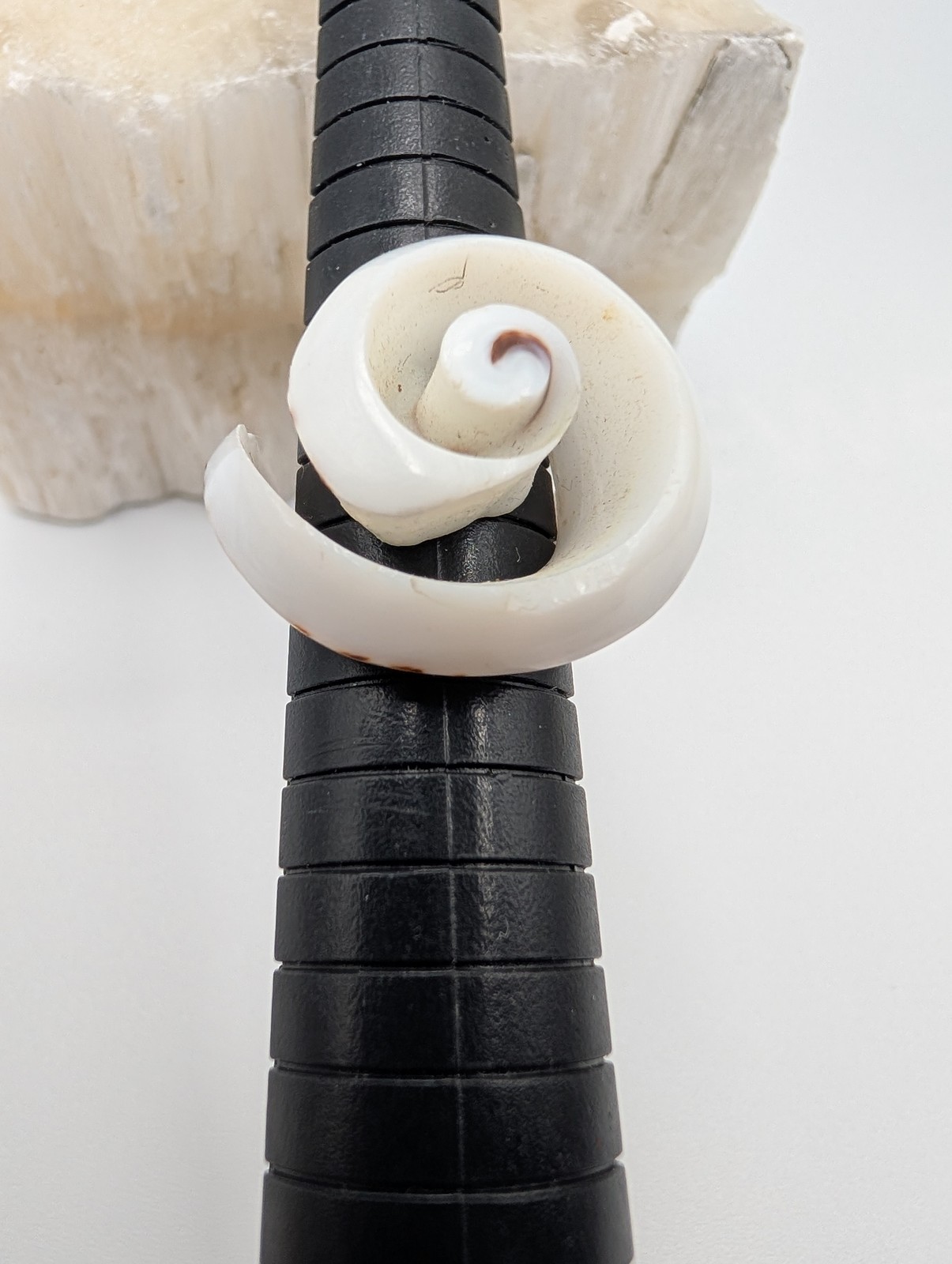 Natural Seashell Spiral Ring Unique Spotted Cowrie Shell Fashion Jewelry Size 7