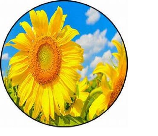 SUNFLOWER BLUE SKY FLOWER charm pendant 20″ Sterling 925 Silver plate necklace