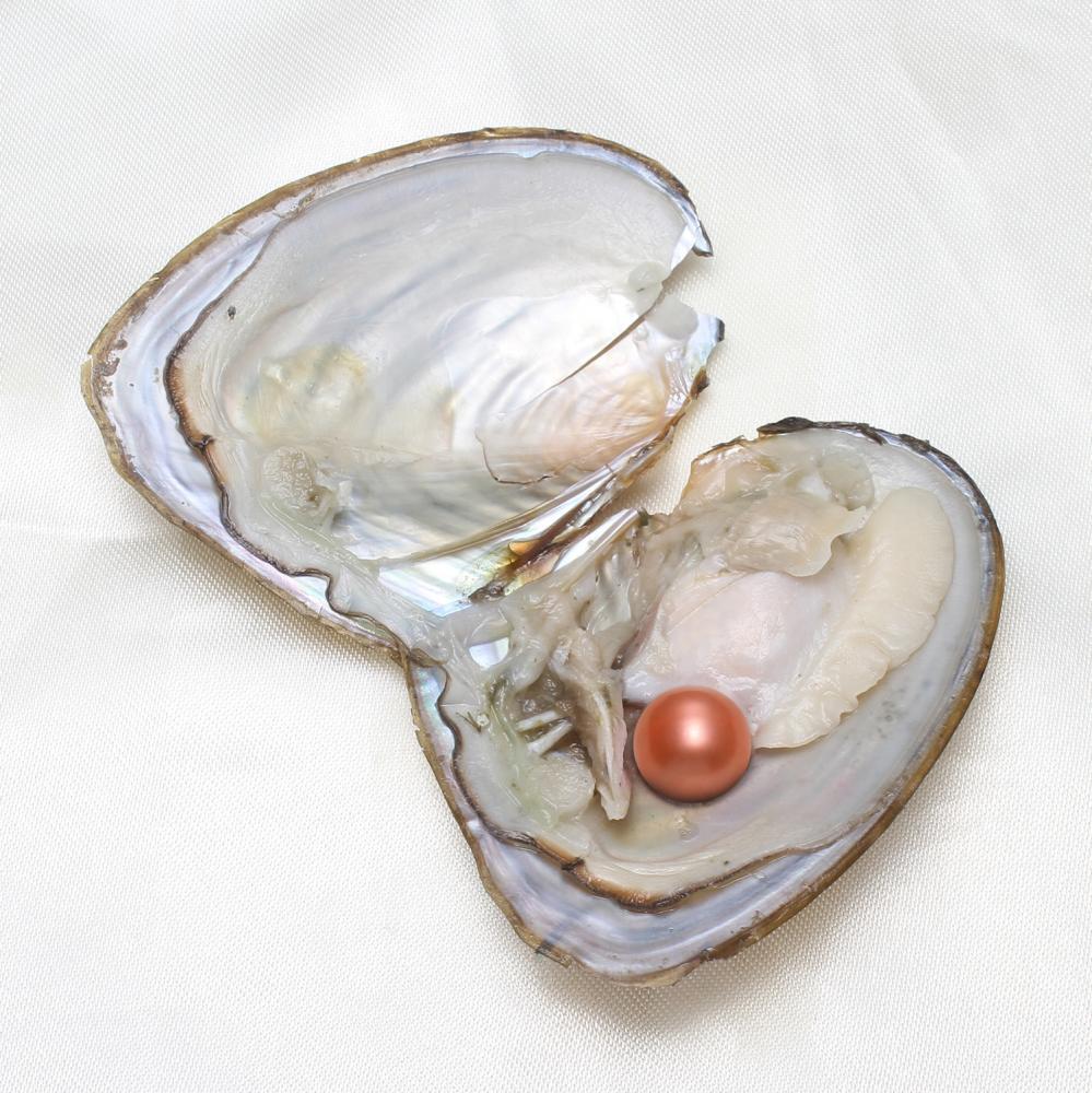 50x Fresh Oysters with Pearls Freshwater Pearl Individually Wrapped jewelry Gift