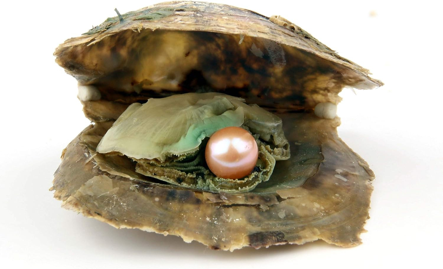 4PCS Saltwater Akoya Cultured Pearl Oyster with round Pearl (6.5-7.5Mm) inside