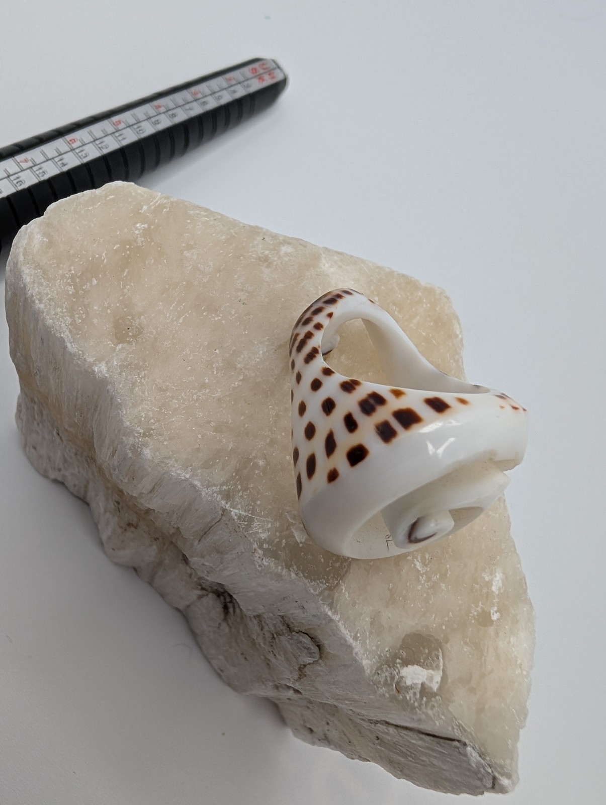 Natural Seashell Spiral Ring Unique Spotted Cowrie Shell Fashion Jewelry Size 7