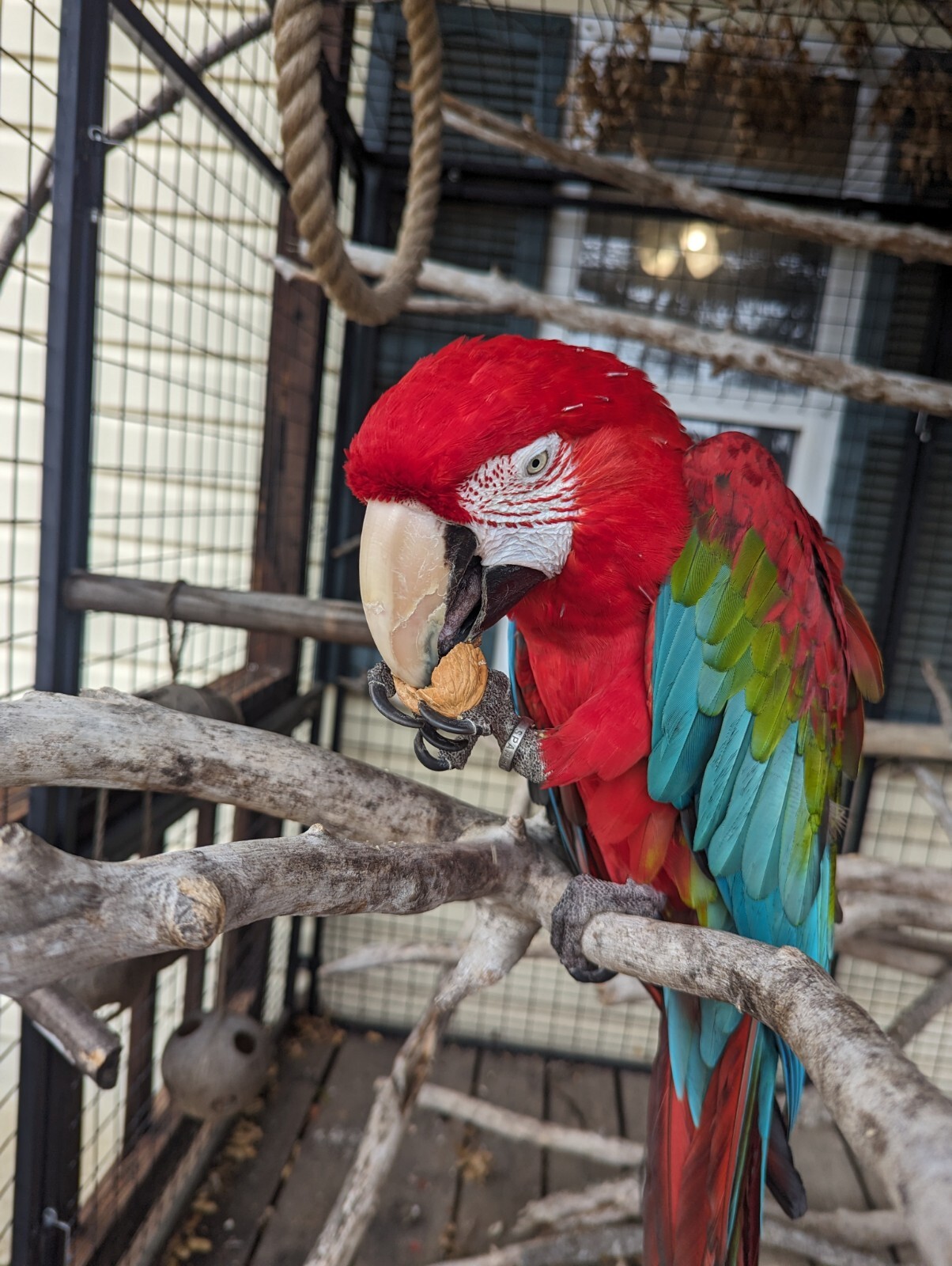 Macaw Parrot Feather Earrings Naturally Sourced- Noe Harm Farm Animal Sanctuary