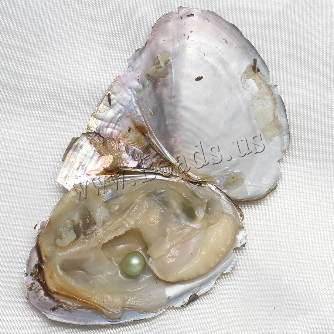 10x Bulk Natural Freshwater Akoya Pearl Oysters Real Pearl Bulk w/ Large Pearls