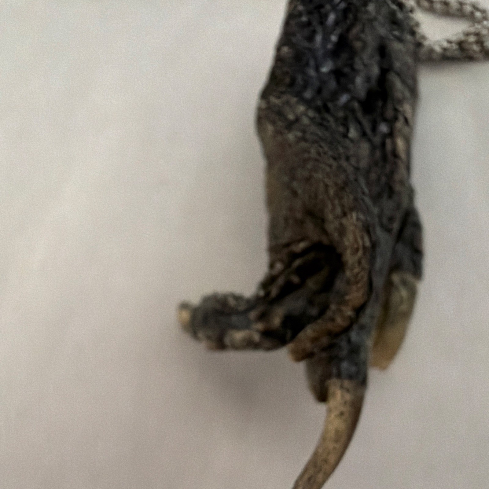 Silver/Black Box Chain Necklace Animal Claw Charm Pendant Lobster Clasp