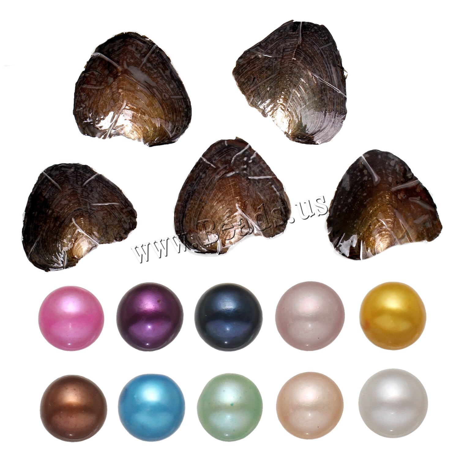 10x Bulk Natural Freshwater Akoya Pearl Oysters Real Pearl Bulk w/ Large Pearls