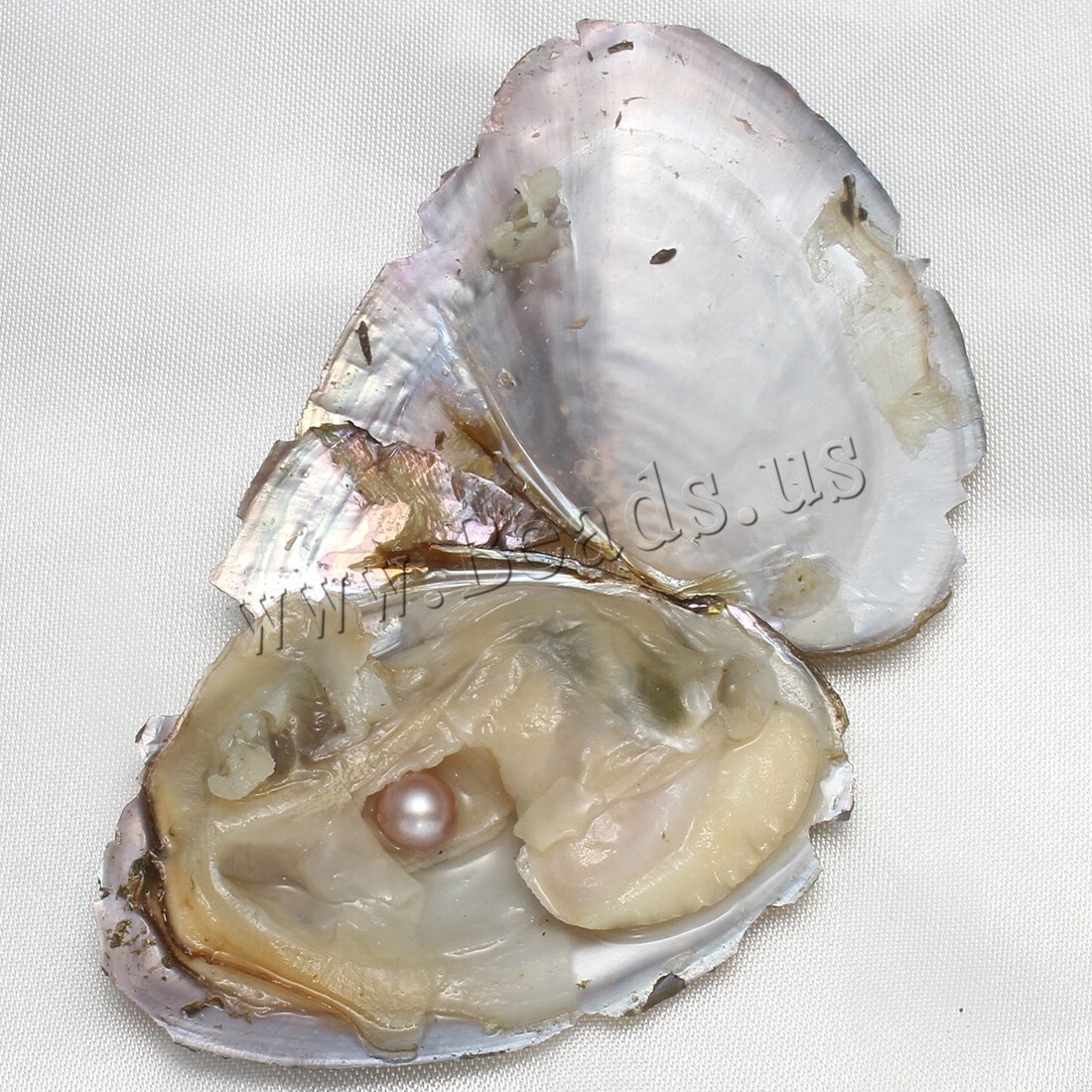10x Bulk Natural Freshwater Akoya Pearl Oysters Real Pearl Bulk w/ Large Pearls