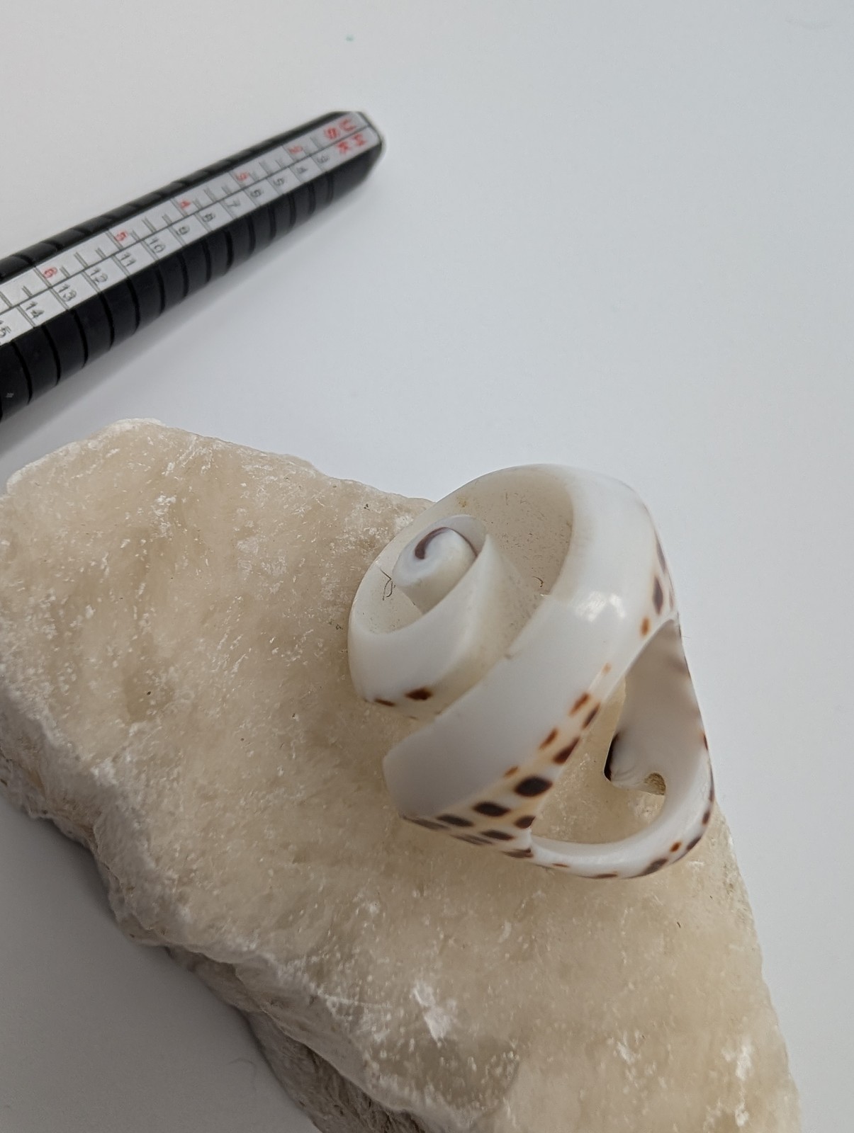Natural Seashell Spiral Ring Unique Spotted Cowrie Shell Fashion Jewelry Size 7
