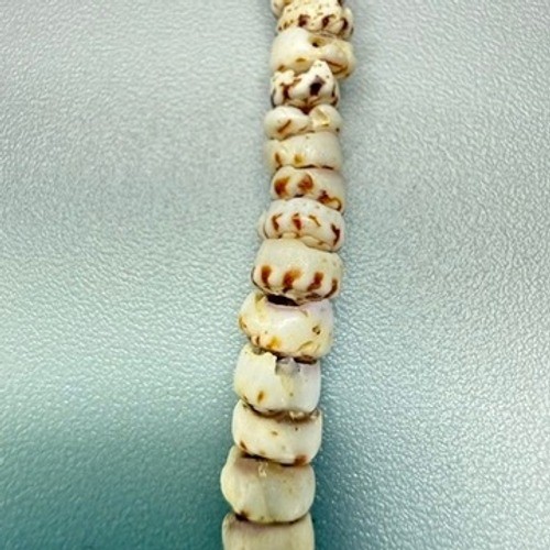 Vintage 1970’s Tiger PUKA Shell Hawaiian Choker Necklace 15″ Barrel Clasp 22g