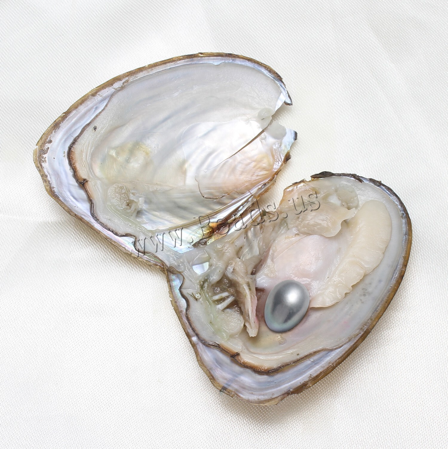 50x Fresh Oysters with Pearls Freshwater Pearl Individually Wrapped jewelry Gift