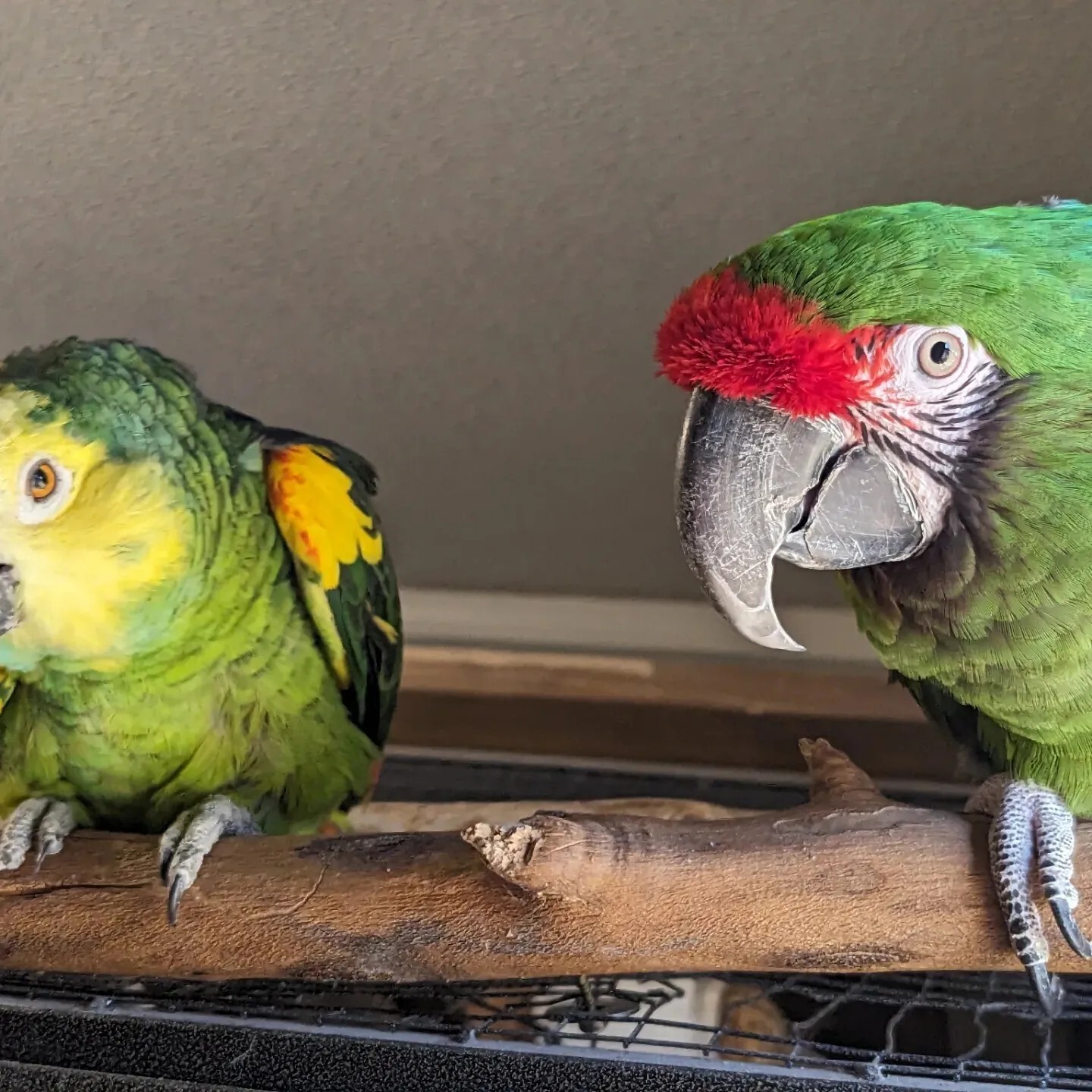 Macaw Parrot Feather Earrings Naturally Sourced- Noe Harm Farm Animal Sanctuary