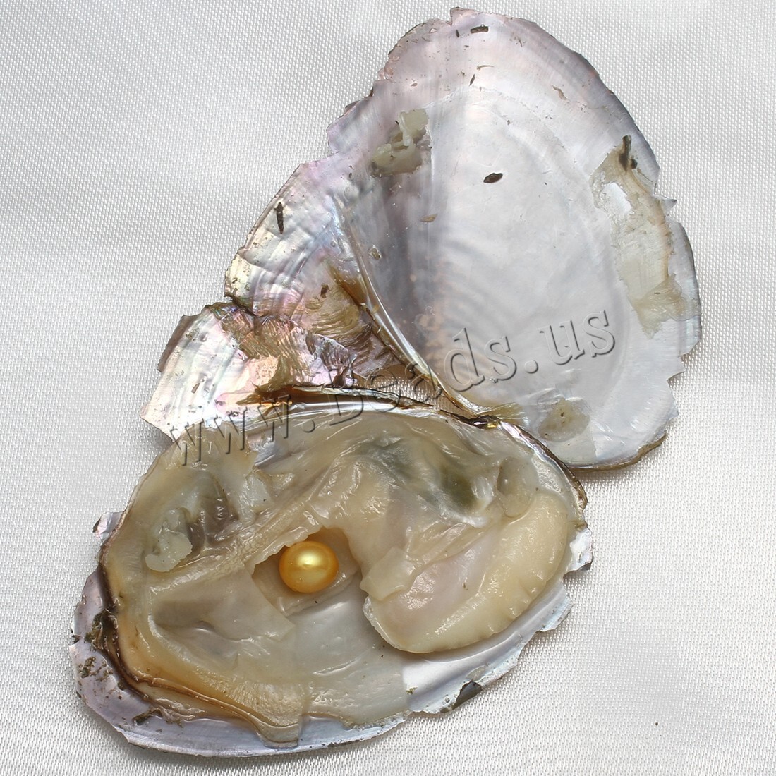 10x Bulk Natural Freshwater Akoya Pearl Oysters Real Pearl Bulk w/ Large Pearls