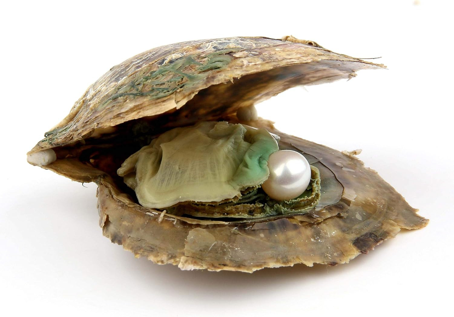 4PCS Saltwater Akoya Cultured Pearl Oyster with round Pearl (6.5-7.5Mm) inside