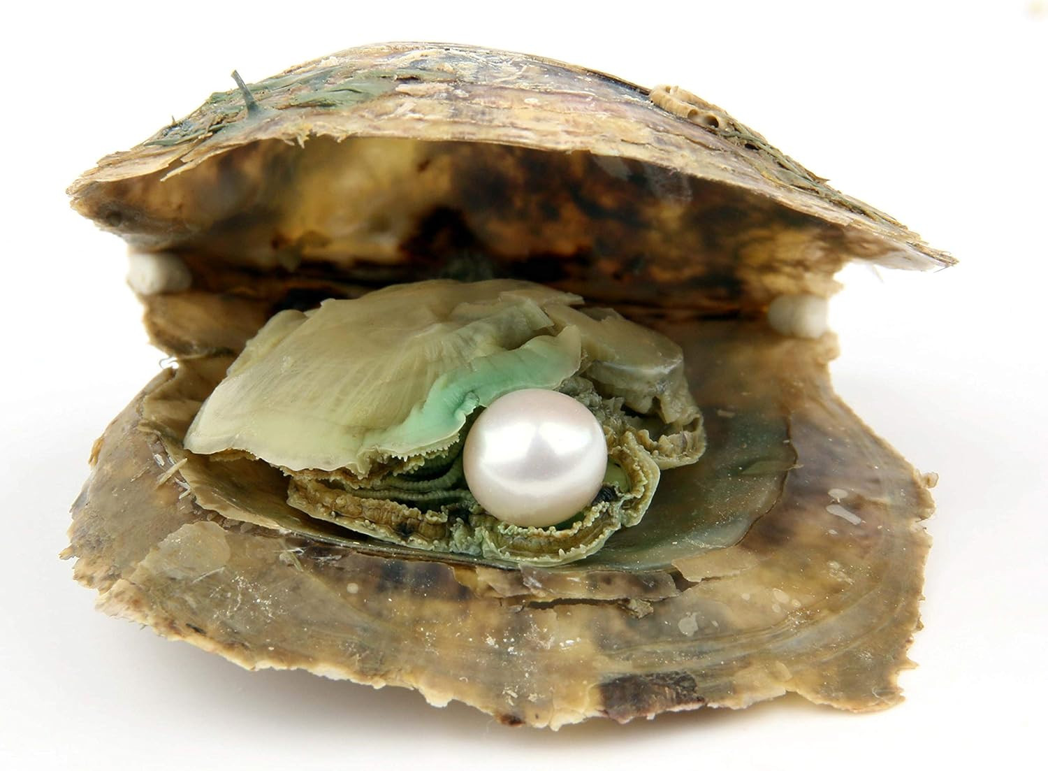 4PCS Saltwater Akoya Cultured Pearl Oyster with round Pearl (6.5-7.5Mm) inside
