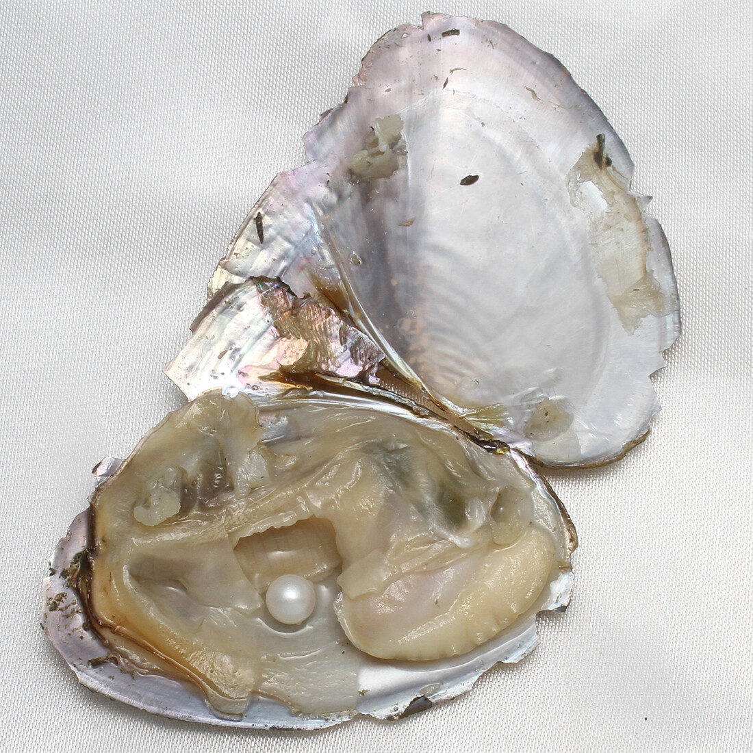 Freshwater/ Akoyas Oyster Natural Pearl Bulk Cultured Round/ Oval 10-50pcs 7-8mm