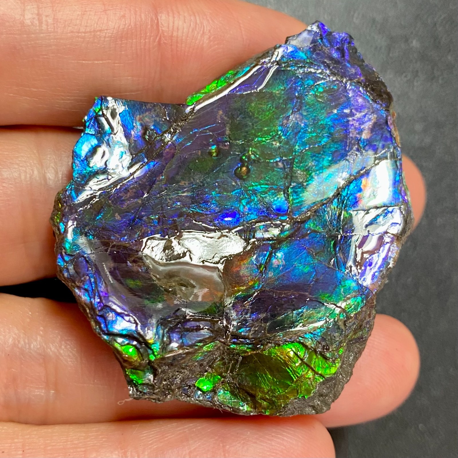 Rare Blue Purple Canadian Ammolite Freeform Rare Fossil Stone Fossil #3038-1