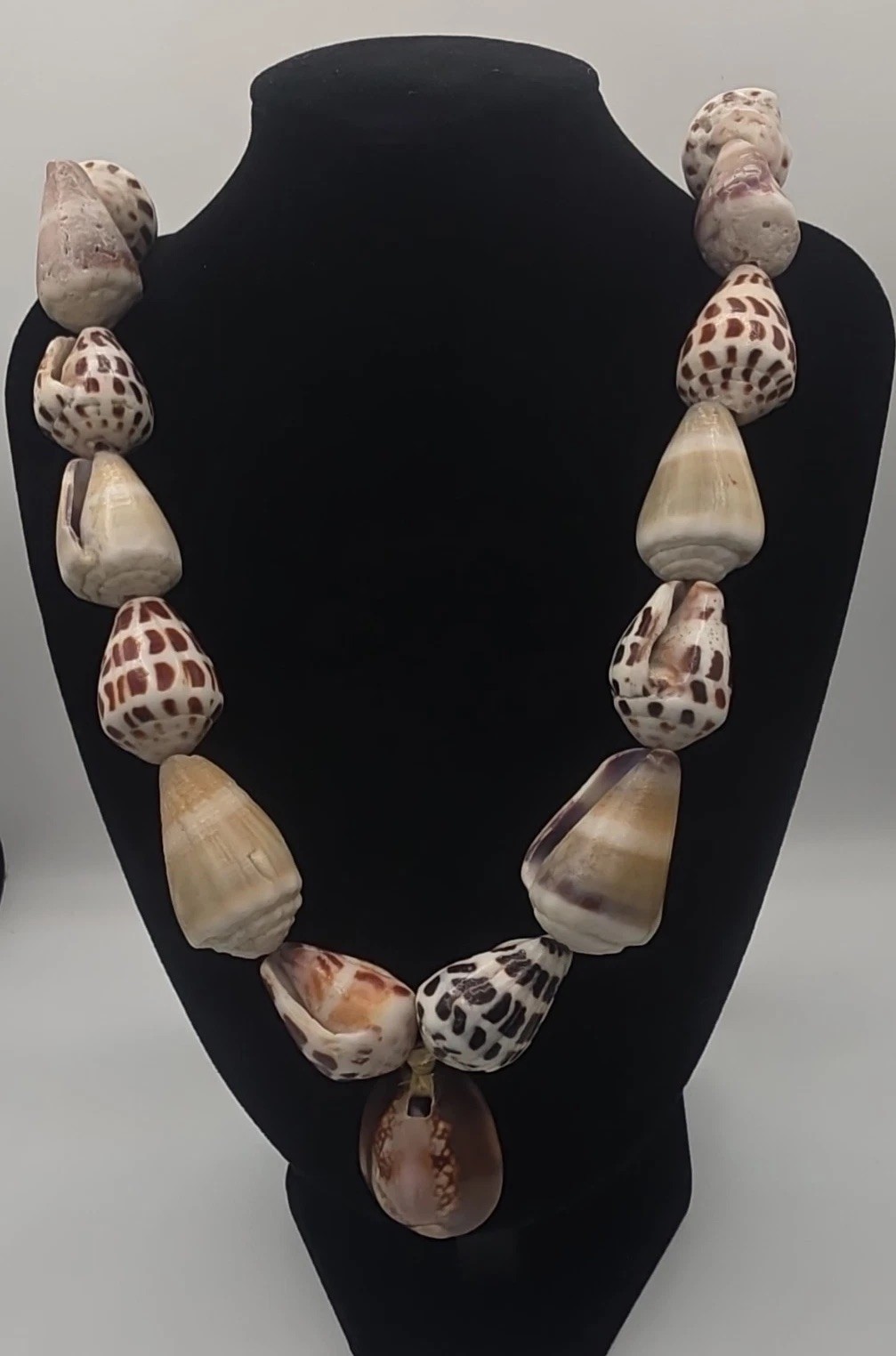 Hebrew Cone Shell Necklace with Cypraea caputserpentis cowry