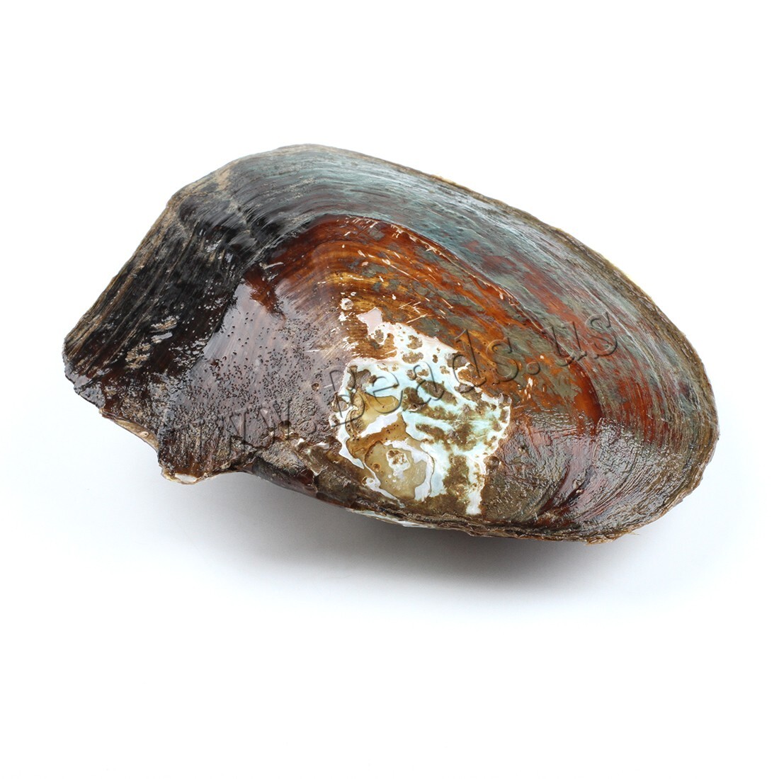 One Natural Freshwater Cultured Pearl Oyster with 5-7mm 25 Pearls Vacuum Pack