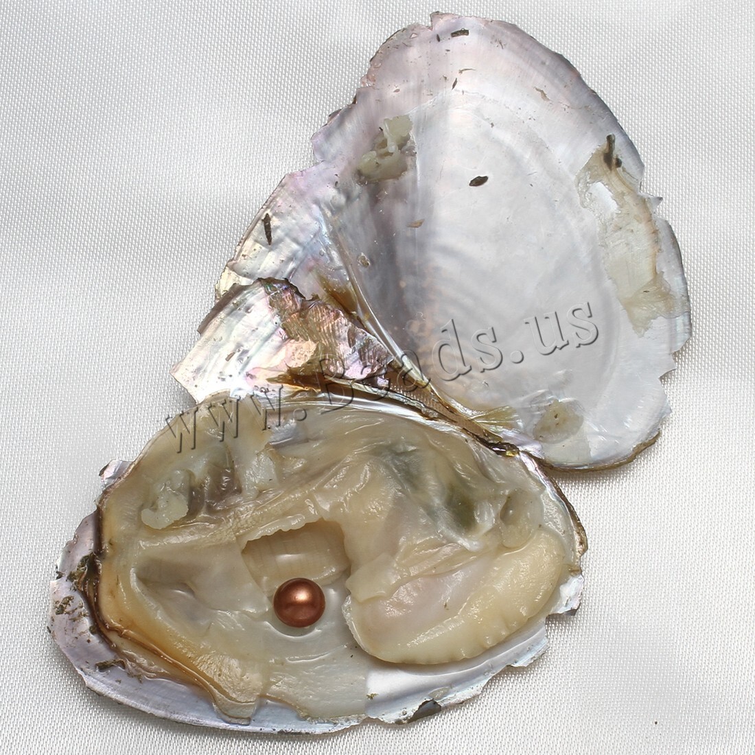 10x Bulk Natural Freshwater Akoya Pearl Oysters Real Pearl Bulk w/ Large Pearls
