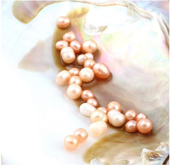 One Natural Freshwater Cultured Pearl Oyster with 5-7mm 25 Pearls Vacuum Pack