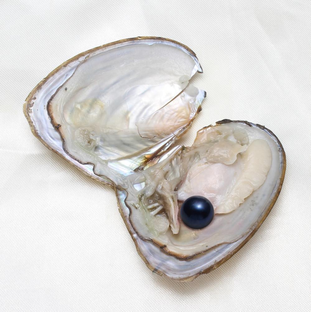 50x Fresh Oysters with Pearls Freshwater Pearl Individually Wrapped jewelry Gift