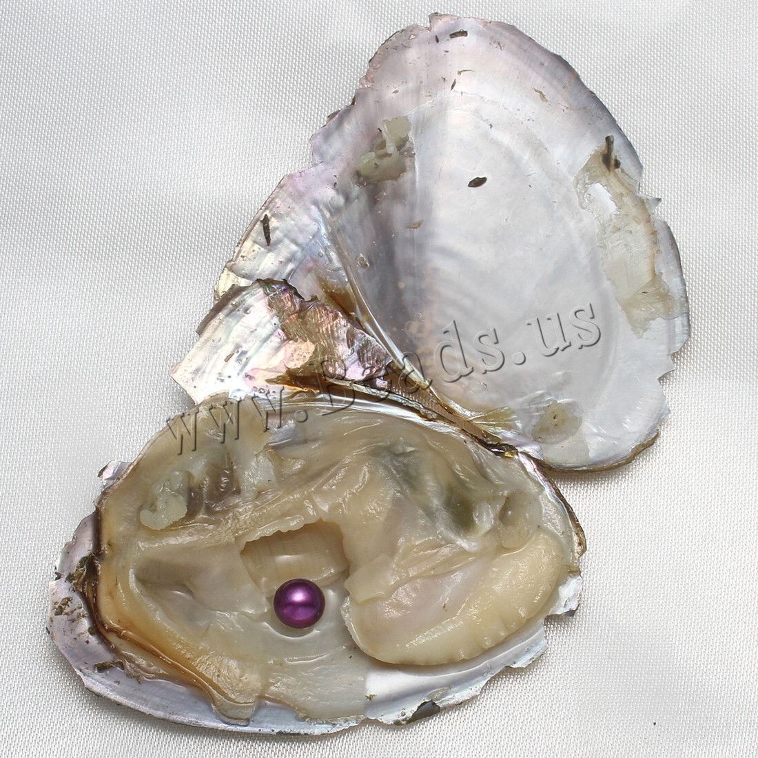 10x Bulk Natural Freshwater Akoya Pearl Oysters Real Pearl Bulk w/ Large Pearls