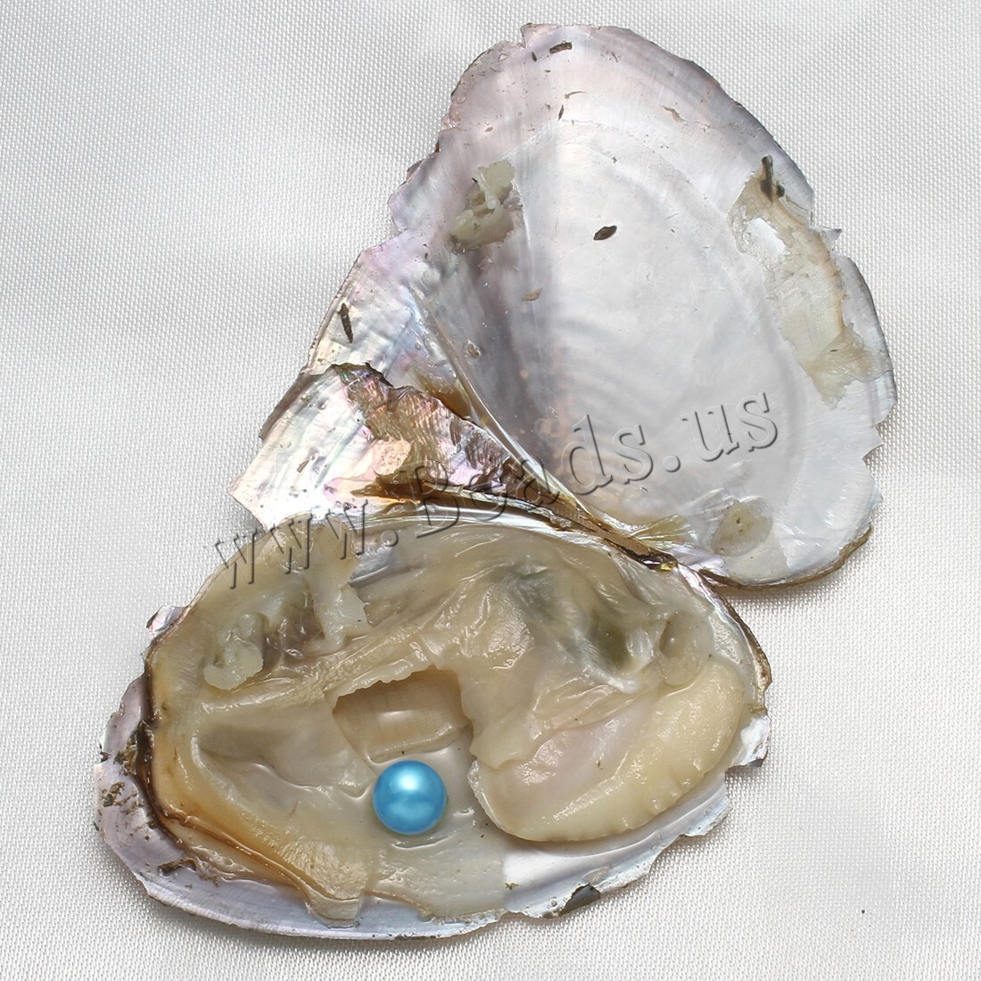 10x Bulk Natural Freshwater Akoya Pearl Oysters Real Pearl Bulk w/ Large Pearls