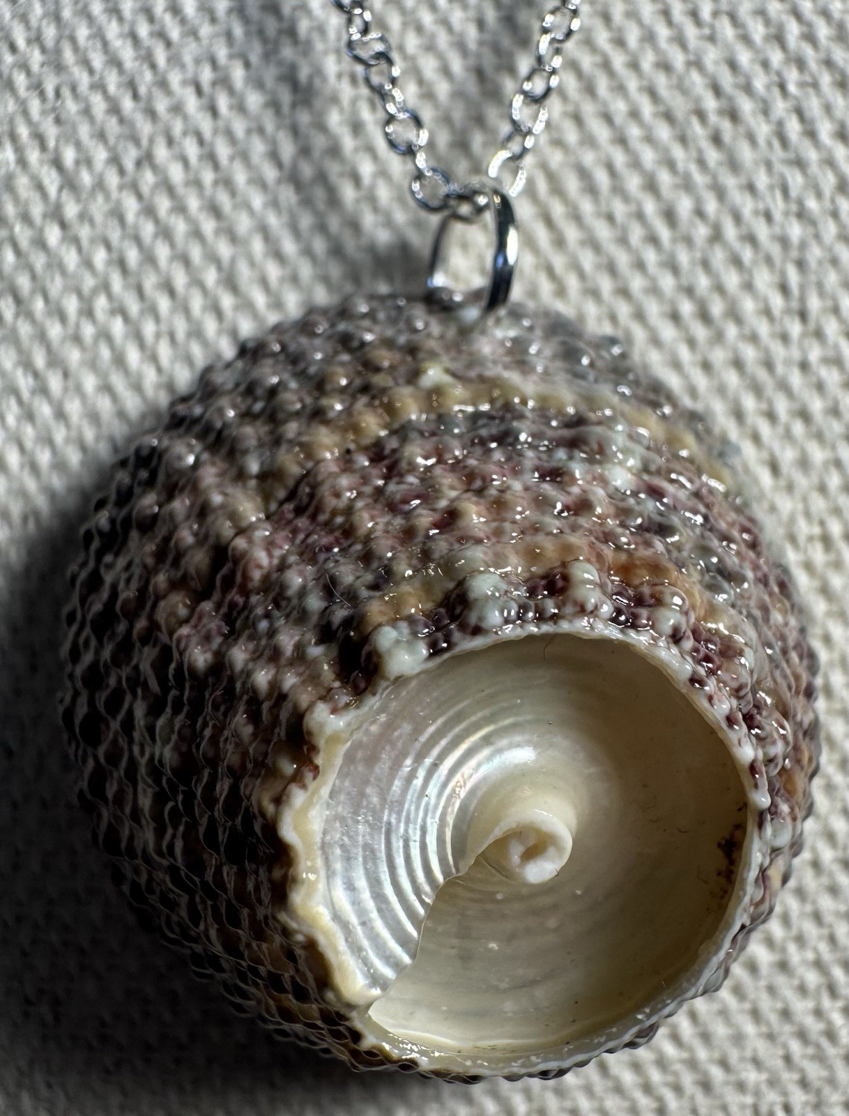 Beautiful Gray & Pink Turban Shell Pendant On Silver Necklace By 927 Designs