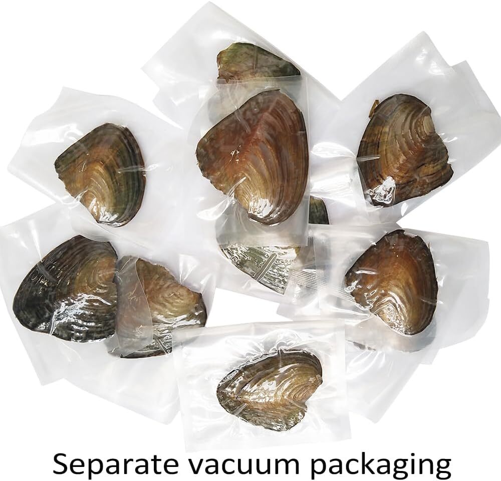 50x Fresh Oysters with Pearls Freshwater Pearl Individually Wrapped jewelry Gift