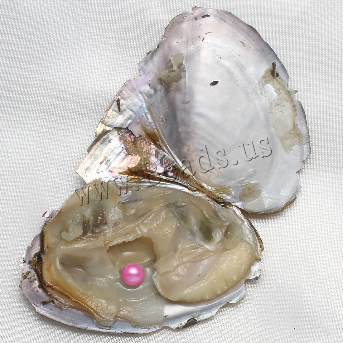 10x Bulk Natural Freshwater Akoya Pearl Oysters Real Pearl Bulk w/ Large Pearls
