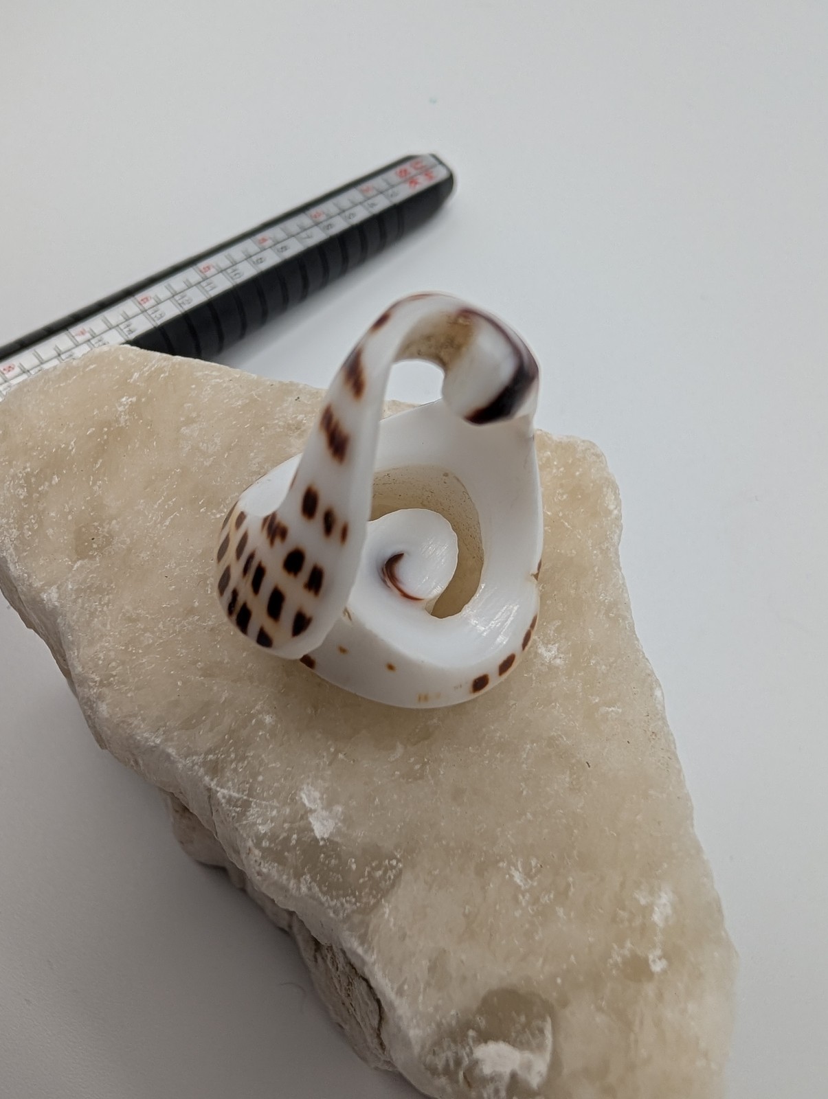 Natural Seashell Spiral Ring Unique Spotted Cowrie Shell Fashion Jewelry Size 7
